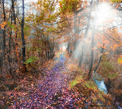 Buy stock photo Forest, path and environment in autumn leaves for conservation, sustainability or biodiversity. Empty, scenic landscape and trees with sunshine for foliage, exploration or evergreen in nature