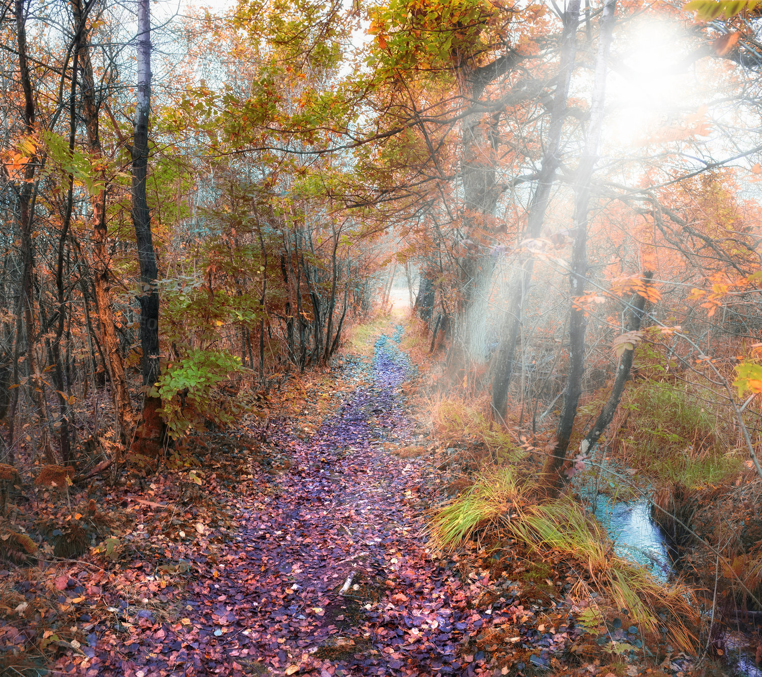 Buy stock photo Forest, path and environment in autumn leaves for conservation, sustainability or biodiversity. Empty, scenic landscape and trees with sunshine for foliage, exploration or evergreen in nature