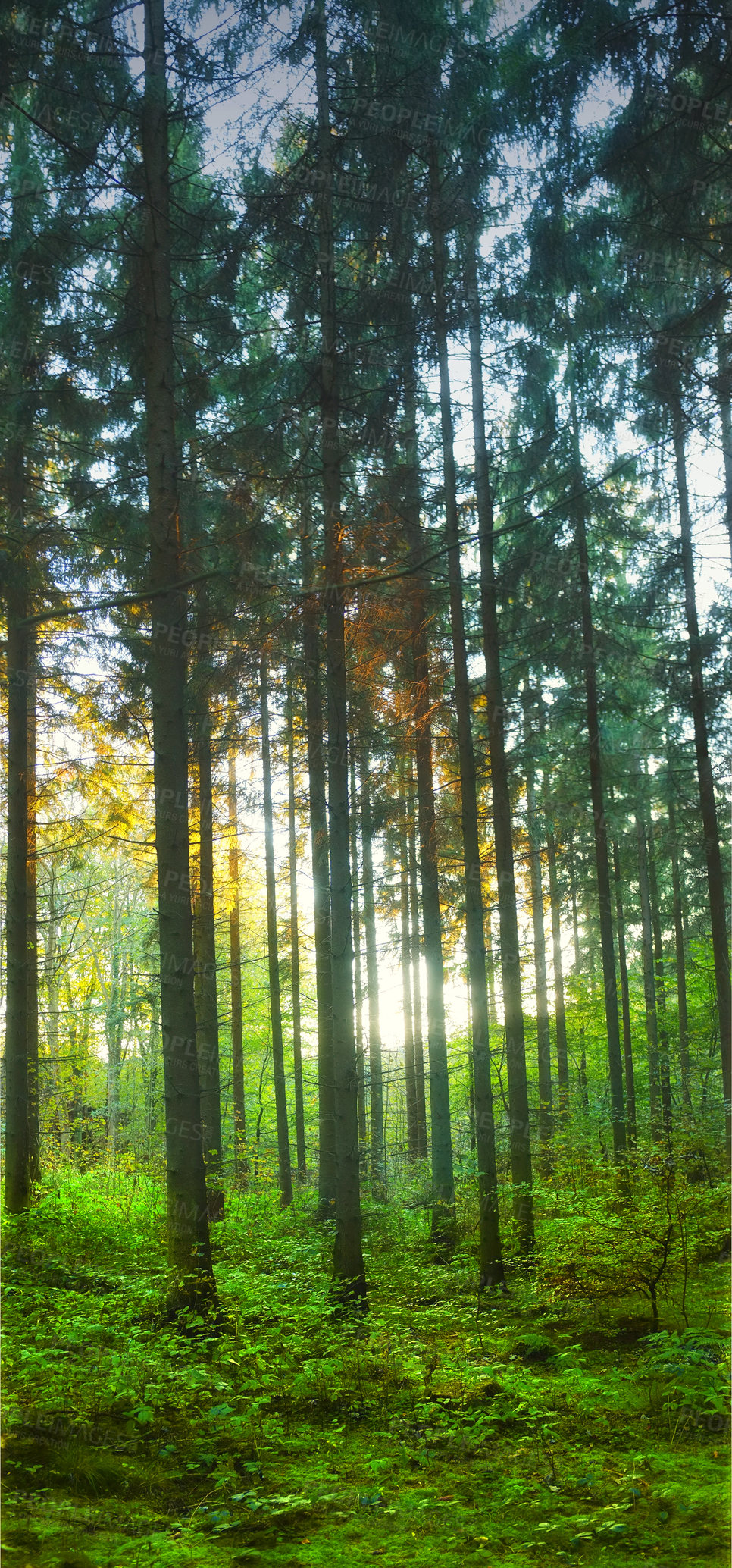 Buy stock photo A photo of a pine forest in sunset