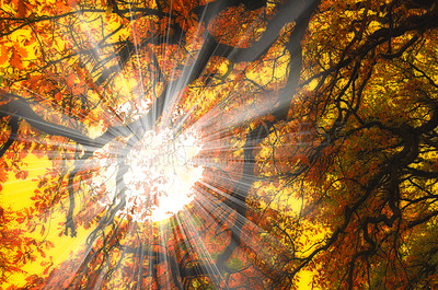 Buy stock photo Below, light and branches with leaves for autumn, abstract background, natural environment and lens flare. Fall, countryside and orange foliage with sunshine for nature, sustainability and peace