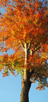 Buy stock photo Autumn, leaves and tree in nature by blue sky of park, garden and plant landscape with texture. Forest, leaf and branch with wood, red and orange foliage for scenic view or aesthetic outdoor