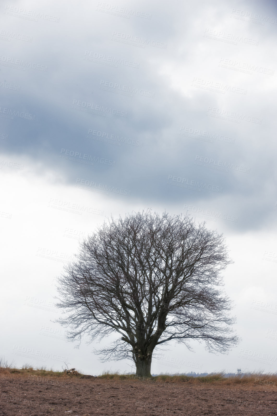 Buy stock photo Oak tree, countryside and overcast with dark landscape for recycle, blue sky in environment for climate change. Eco friendly, carbon neutral and natural in nature, ecology and sustainability in woods