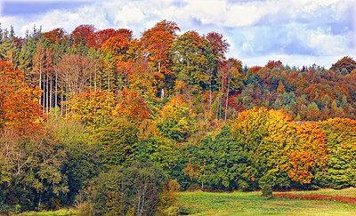 Buy stock photo Forest, trees and sunshine with clouds in autumn for nature, environment or sustainability in park. Outdoor, Earth and woods with leaves at countryside for eco friendly, garden or foliage in Virginia