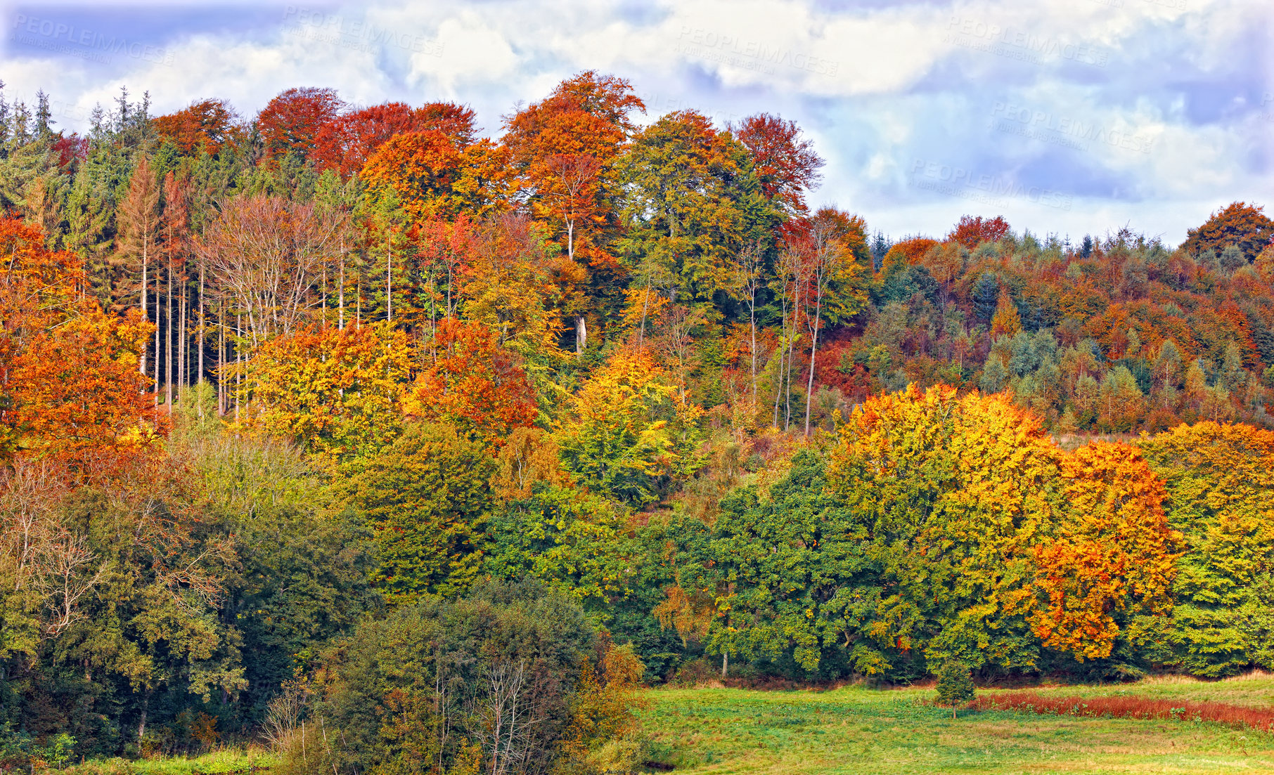 Buy stock photo Forest, trees and sunshine with clouds in autumn for nature, environment or sustainability in park. Outdoor, Earth and woods with leaves at countryside for eco friendly, garden or foliage in Virginia