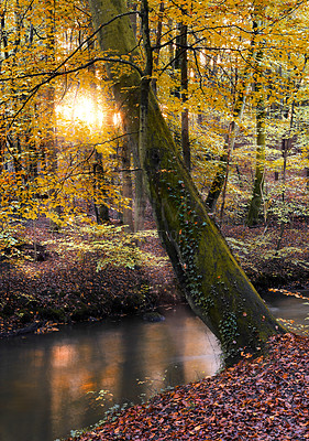 Buy stock photo A shot of forest trees in autumn