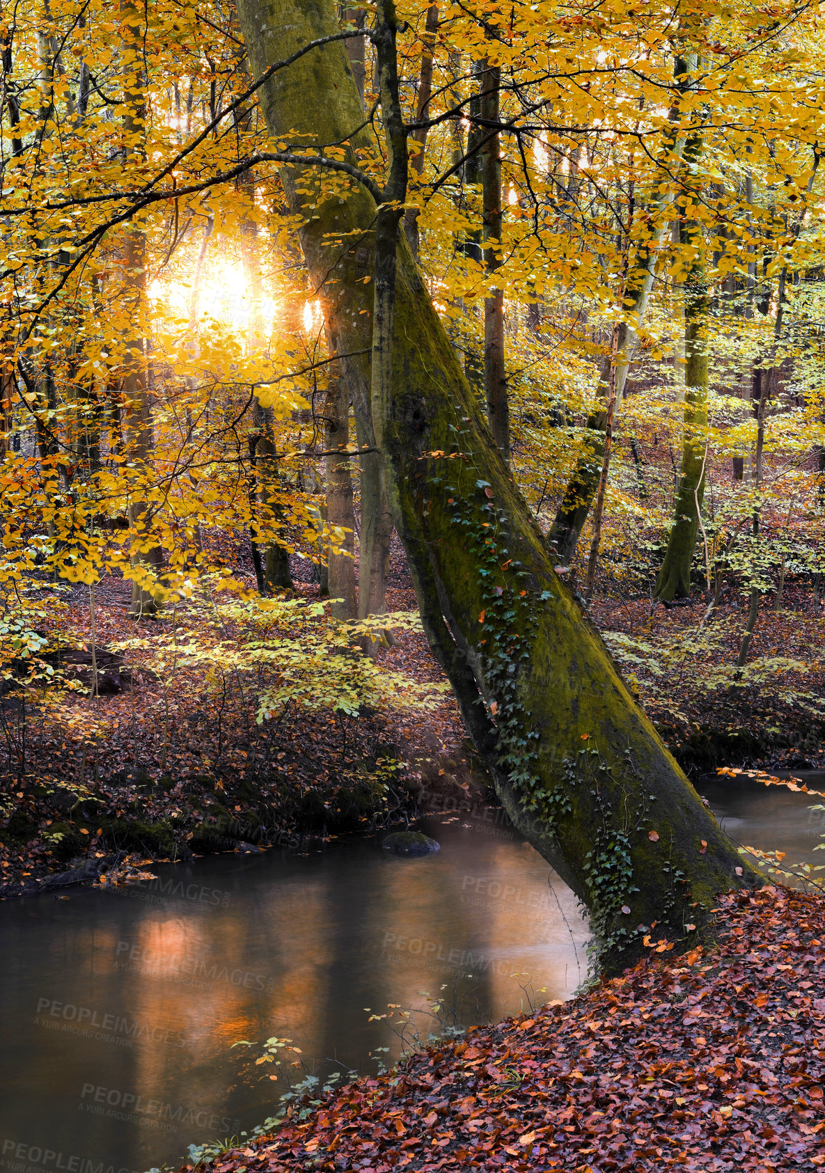 Buy stock photo A shot of forest trees in autumn