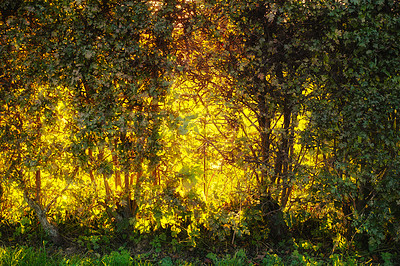 Buy stock photo Trees, forest and yellow light in nature environment, sustainability and leafs in countryside of Germany for scenic view. Green foliage, peaceful and calm woods for outdoor adventure and tranquillity