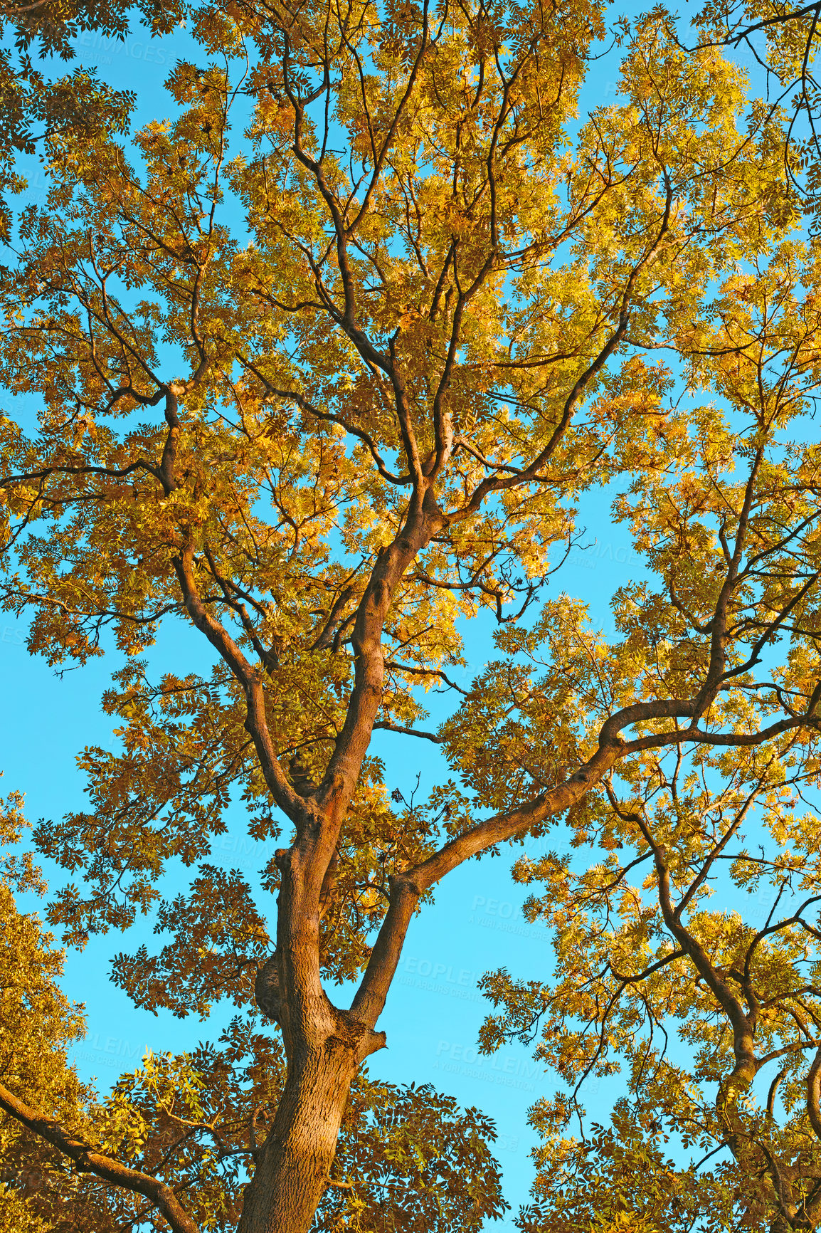 Buy stock photo Tree, sky and sunshine in nature with landscape for planet earth, environmental or climate change. Eco friendly, countryside and natural with leaves for recycle, ecology and sustainability in woods