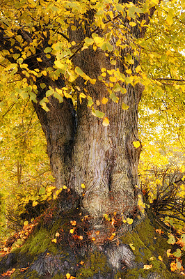 Buy stock photo Tree trunk and autumn in forest or park, bark and leaves for change of season in countryside. Plants, earth and scenery for oak natural landscape, moss and wood for growth or branch or nature foliage