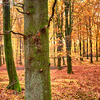 Buy stock photo Trees, forest and sunshine with nature, environment and ecology with sustainability, earth day and leaves. Empty, branch and eco friendly with plants, moss and autumn with adventure, woods or journey