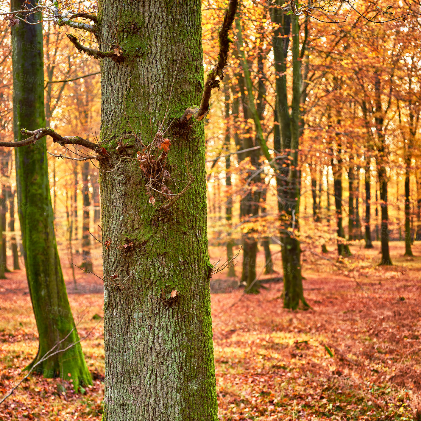 Buy stock photo Trees, forest and sunshine with nature, environment and ecology with sustainability, earth day and leaves. Empty, branch and eco friendly with plants, moss and autumn with adventure, woods or journey