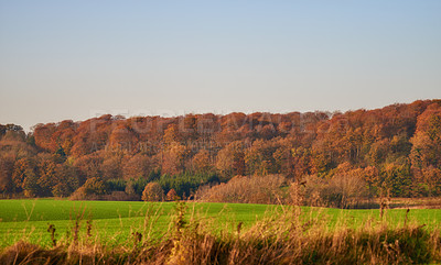 Buy stock photo Autumn, forest and green nature with trees for agriculture, environment and conservation in outdoors. Botanical, blue sky and beautiful floral landscape in wilderness with relaxing scenic countryside