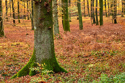 Buy stock photo Trees, woods and countryside with plants, environment and ecology with sustainability, earth day and leaves. Empty, branch and moss with leafs, natural and textures with adventure, forest and journey