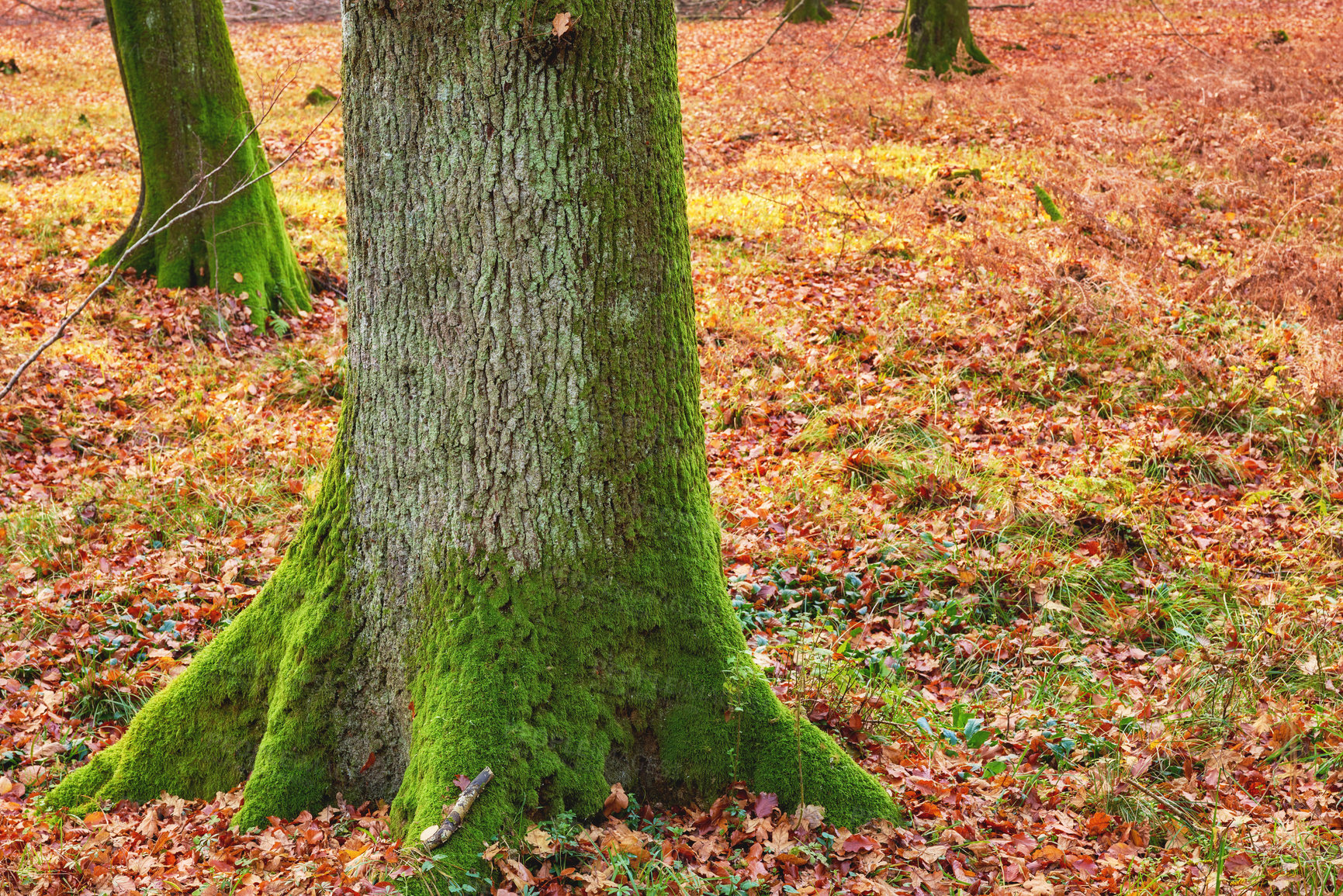 Buy stock photo Tree trunk, ground and autumn in forest or park, bark or leaves for change of season in countryside. Plants, foliage or scenery for oak nature landscape, fall and mulch or compost for eco agriculture