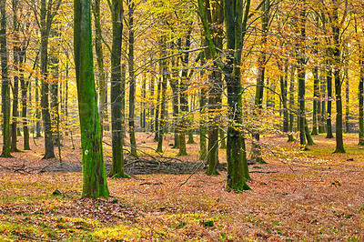 Buy stock photo Woods, environment and nature in autumn morning for conservation, sustainability or biodiversity. Empty, scenic landscape and trees with fall season for foliage, exploration or ecosystem in Denmark