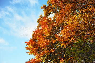 Buy stock photo Autumn, blue sky and leaves on branch with orange foliage with peace, abstract background and sustainability for ecology. Fall, clouds and countryside with trees for growth and natural environment