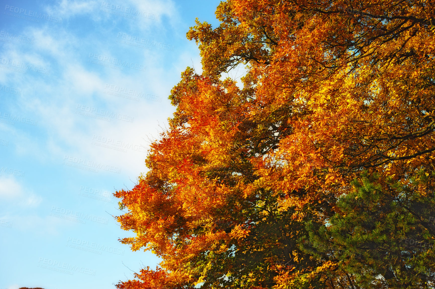 Buy stock photo Autumn, blue sky and leaves on branch with orange foliage with peace, abstract background and sustainability for ecology. Fall, clouds and countryside with trees for growth and natural environment