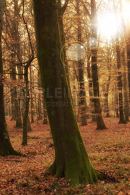 Buy stock photo Trees, forest and countryside with sunshine, environment and ecology with sustainability, earth day and leaves. Empty, branch and woods with leafs, plants and summer with adventure and eco friendly