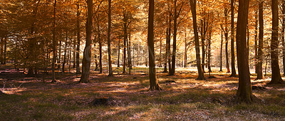 Buy stock photo Landscape, banner and trees of forest in autumn, season and travel in woods of countryside or park. Fall, environment and adventure in nature with color on leaves and grass in calm morning outdoor