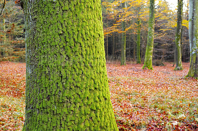 Buy stock photo Forest, trees and trunk with moss in autumn for nature, sustainability and leaves at countryside. Outdoor, park and ground with foliage in woods for season, environment and eco friendly in Australia