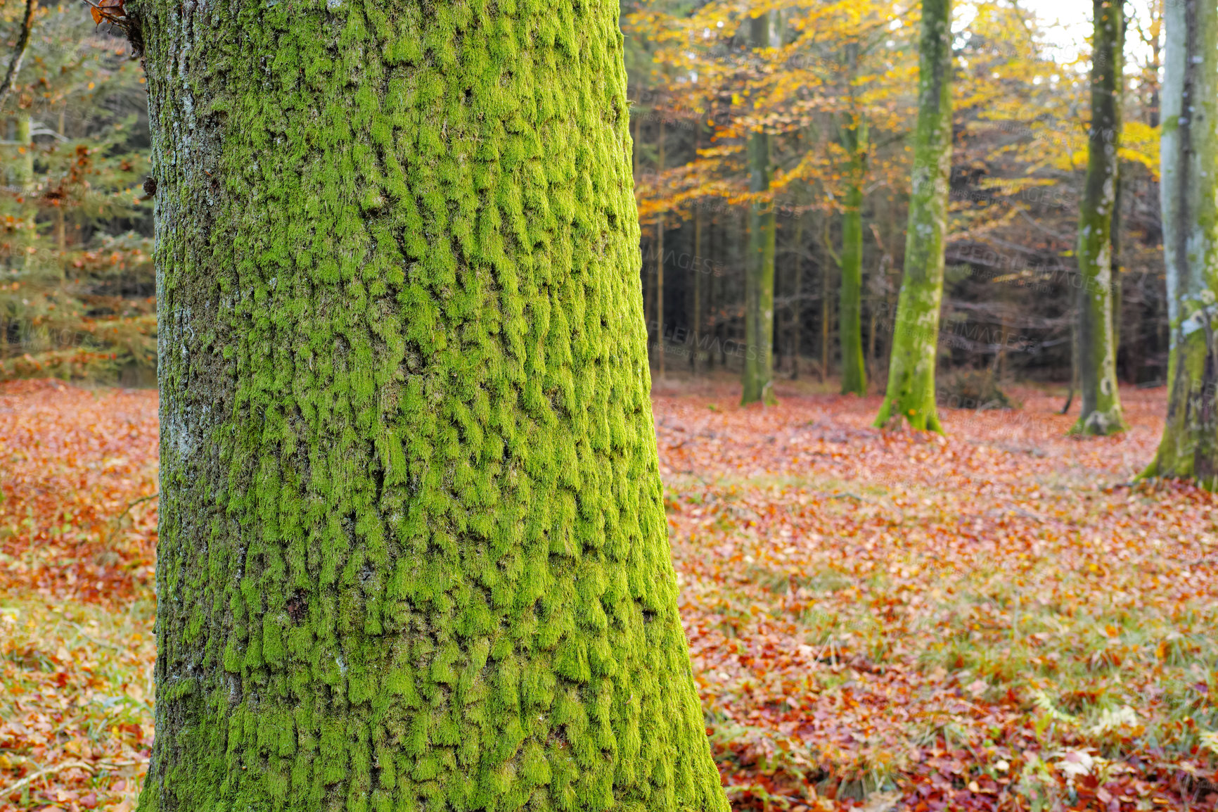 Buy stock photo Forest, trees and trunk with moss in autumn for nature, sustainability and leaves at countryside. Outdoor, park and ground with foliage in woods for season, environment and eco friendly in Australia