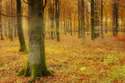 Buy stock photo Forest, moss and fungus on tree in autumn with biodiversity in park, environment or countryside. Fall, nature and algae in woods with green growth on bark of oak trees with leaves on ground outdoor