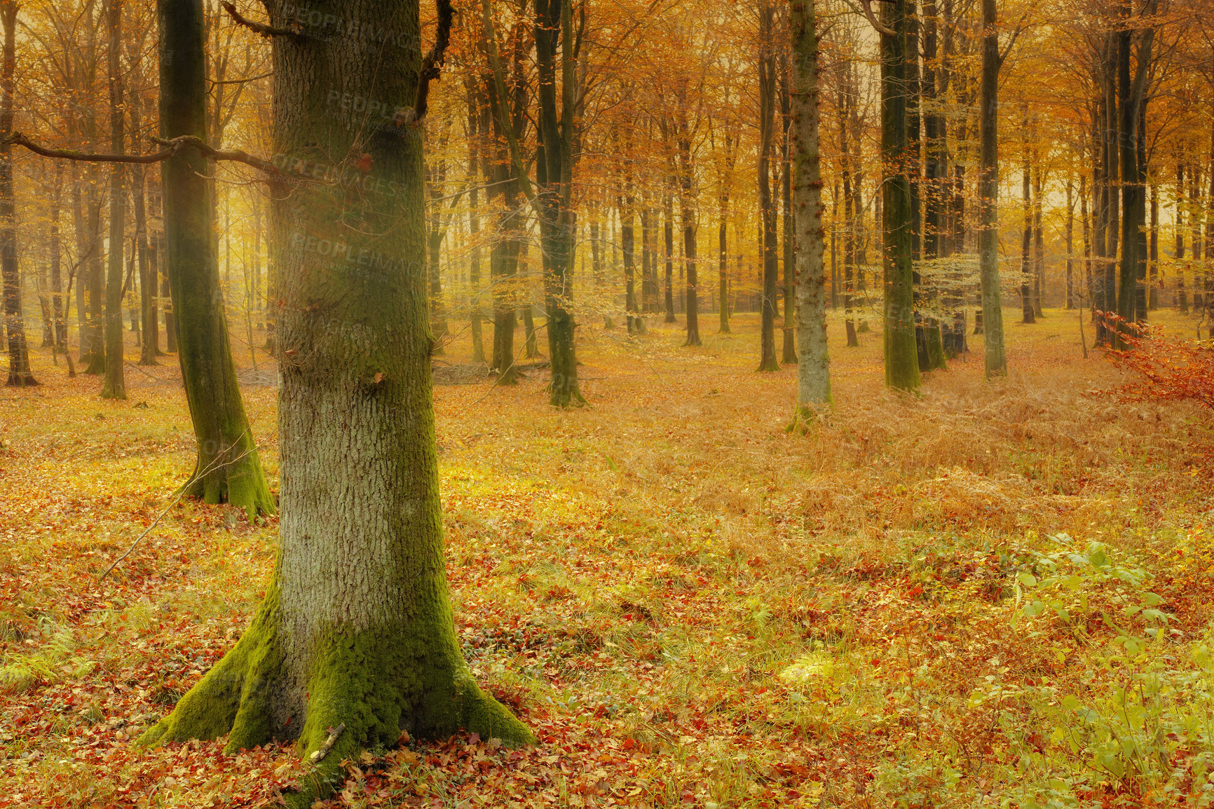 Buy stock photo Forest, moss and fungus on tree in autumn with biodiversity in park, environment or countryside. Fall, nature and algae in woods with green growth on bark of oak trees with leaves on ground outdoor