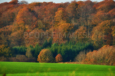 Buy stock photo Woods, field and autumn for forest and nature, grass and natural landscape with plants and trees. Meadow, pasture and oak or maple nature in countryside, England and change of season with leaves 