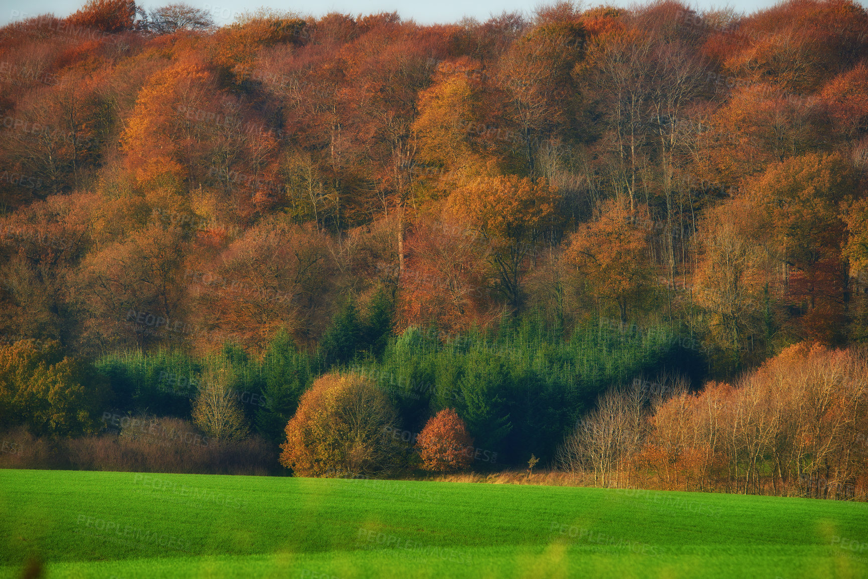 Buy stock photo Woods, field and autumn for forest and nature, grass and natural landscape with plants and trees. Meadow, pasture and oak or maple nature in countryside, England and change of season with leaves 