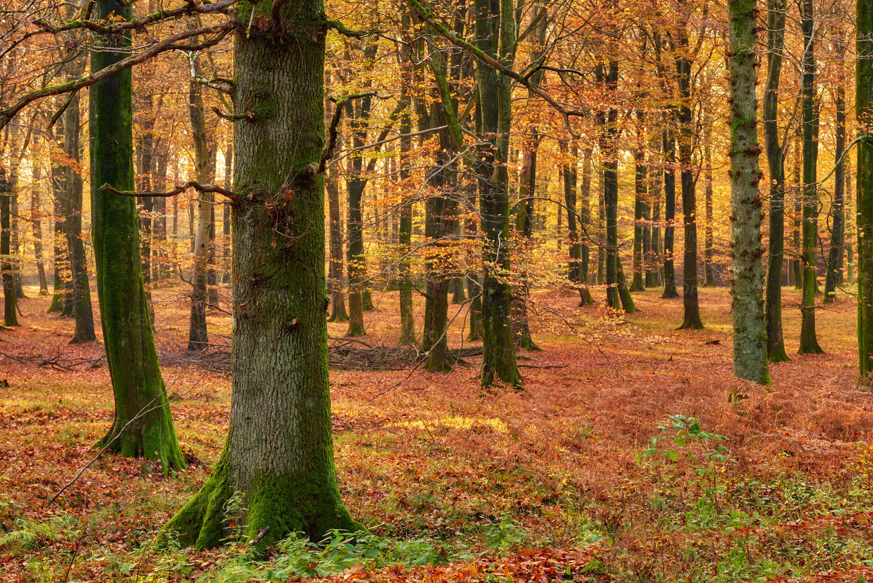 Buy stock photo Trees, forest and plants with nature, environment and ecology with sustainability, autumn and leaves. Empty, branch and bark with leafs, earth day and ecology with adventure, woods and journey