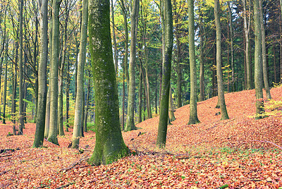 Buy stock photo Nature, landscape and forest in autumn morning for conservation, sustainability or biodiversity. Empty, woodland environment and trees with fall for foliage, exploration or ecosystem in Scotland