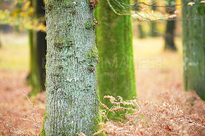 Buy stock photo Trees, forest and countryside with nature, plants and ecology with sustainability, earth day and leaves. Empty, branch and bark with leafs, journey and textures with adventure, woods and ecology