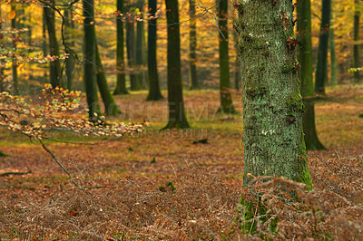 Buy stock photo Outdoor, woods and tree trunk in autumn forest for rustic landscape, sustainable environment and countryside. Woodland or natural, bark and conservation with nature, biodiversity and background.