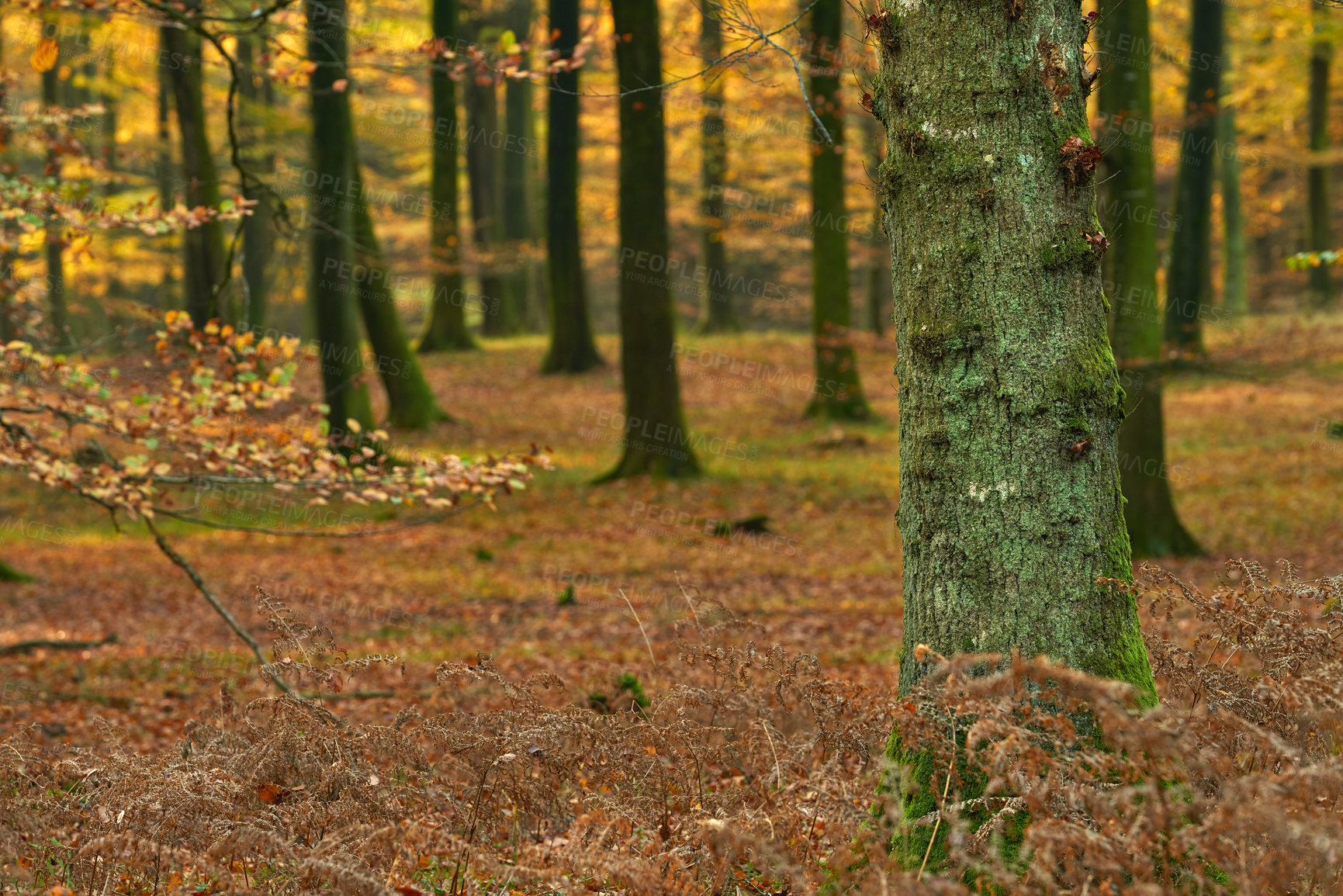 Buy stock photo Outdoor, woods and tree trunk in autumn forest for rustic landscape, sustainable environment and countryside. Woodland or natural, bark and conservation with nature, biodiversity and background.