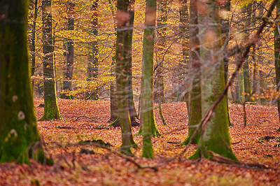 Buy stock photo Environment, trees and forest in autumn morning for conservation, sustainability or biodiversity. Empty, landscape and nature with fall foliage for greenery, exploration or ecosystem in Germany