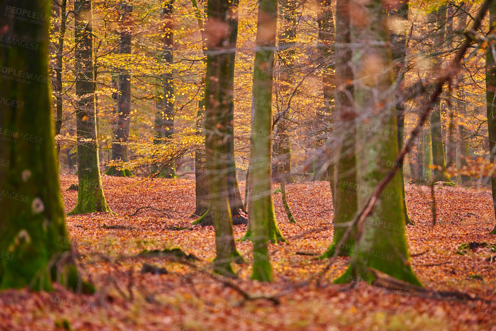 Buy stock photo Environment, trees and forest in autumn morning for conservation, sustainability or biodiversity. Empty, landscape and nature with fall foliage for greenery, exploration or ecosystem in Germany