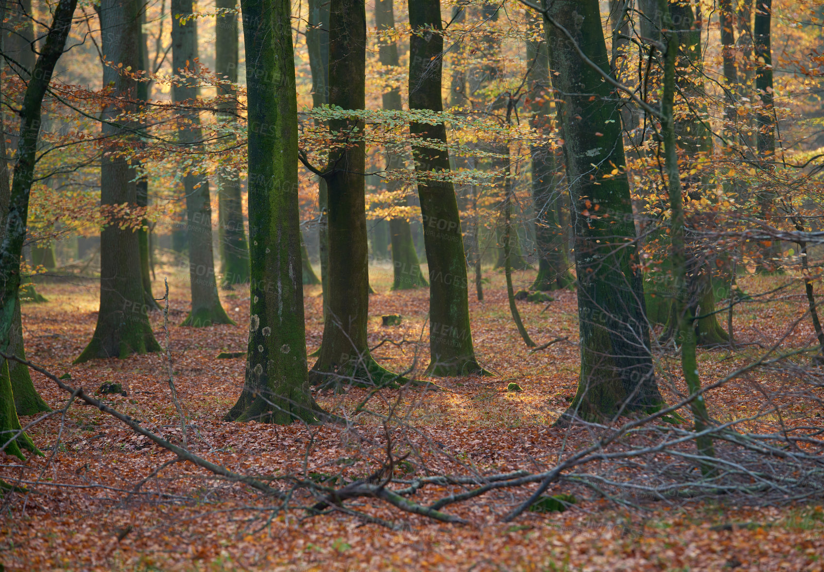 Buy stock photo Trees, nature and environment with leaves, woods and sustainability with sunshine, outdoor and adventure. Getaway trip, forest and empty with plants, countryside and ecology with landscape and Canada