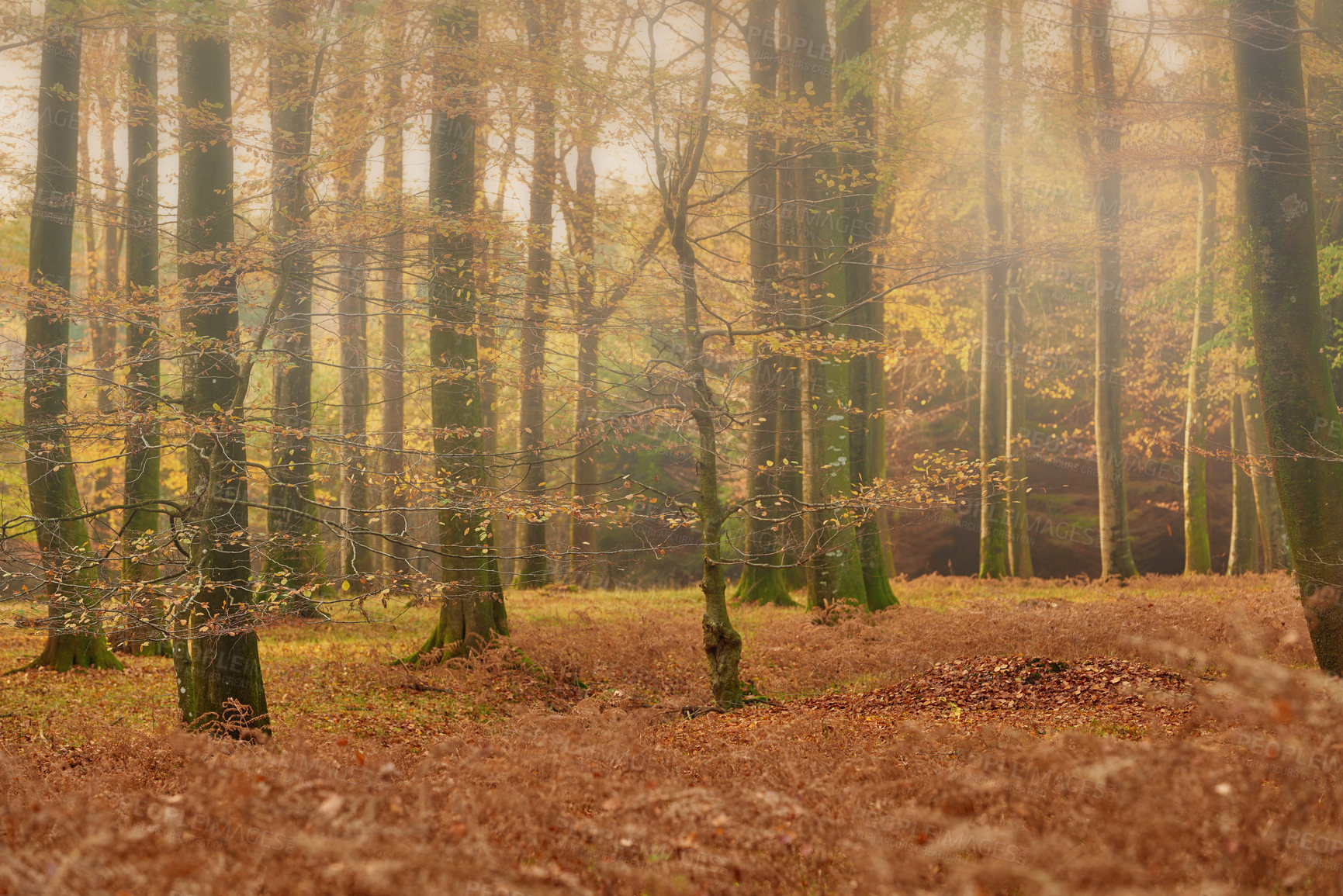 Buy stock photo Autumn, nature and trees in countryside forest, travel scenery and colourful foliage in Amsterdam woodlands. Conservation, fall season and environment for outdoor growth, leaves and branches