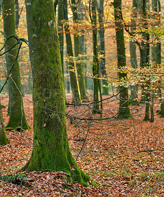 Buy stock photo Tree, moss and forest fungus in autumn with biodiversity in park, environment or countryside. Fall, nature and algae in woods with green growth on bark of oak trees with leaves on ground outdoor