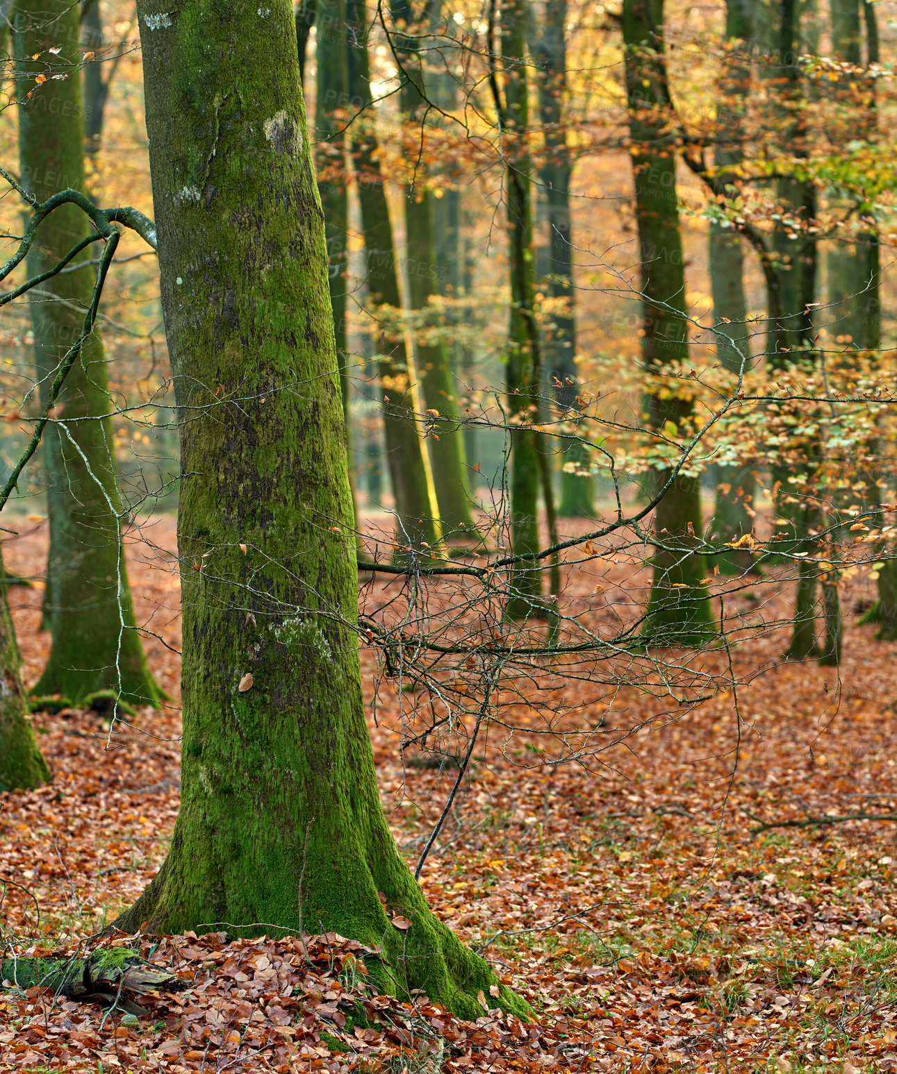 Buy stock photo Tree, moss and forest fungus in autumn with biodiversity in park, environment or countryside. Fall, nature and algae in woods with green growth on bark of oak trees with leaves on ground outdoor