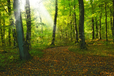 Buy stock photo Spring, nature and trees in countryside forest, sustainable scenery and growth in Russia woodlands. Conservation, season and environment for outdoor sunlight, ground and branches in ecosystem