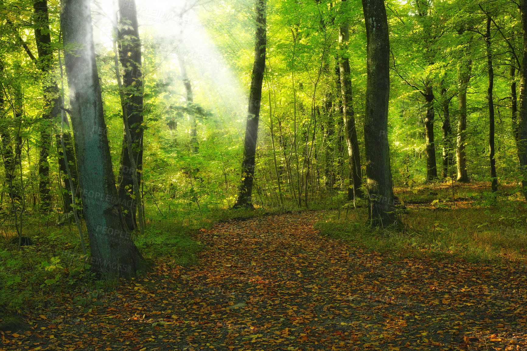 Buy stock photo Spring, nature and trees in countryside forest, sustainable scenery and growth in Russia woodlands. Conservation, season and environment for outdoor sunlight, ground and branches in ecosystem