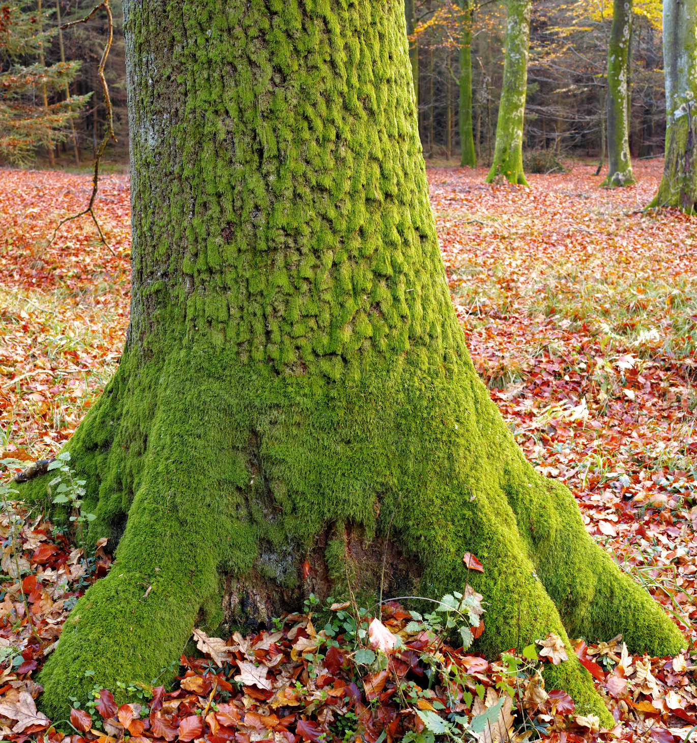 Buy stock photo Tree, moss and forest with leaves in autumn for season, sustainability and nature in woods. Outdoor, park and ground with foliage at countryside for eco friendly, meadow and environment in Amsterdam