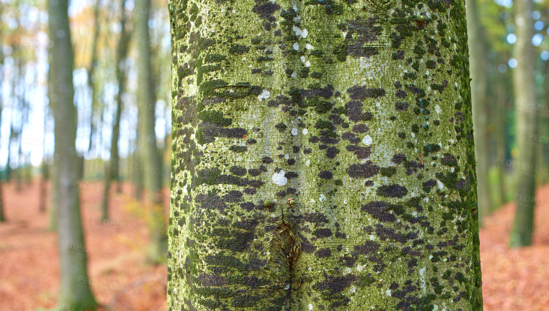 Buy stock photo Tree, trunk and bark with moss in nature for environment, growth and nature at countryside. Outdoor, green park and earth with wood for eco friendly, sustainability and woodland in Amsterdam