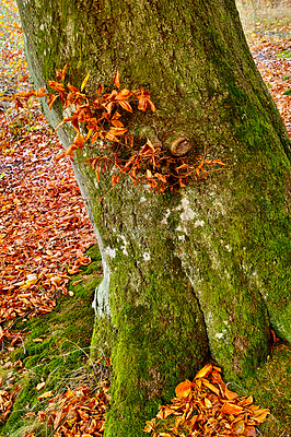 Buy stock photo Tree, trunk and ground with leaves in autumn for forest, sustainability and nature in park. Woods, Earth and foliage with moss at countryside for eco friendly, garden and environment in Canada