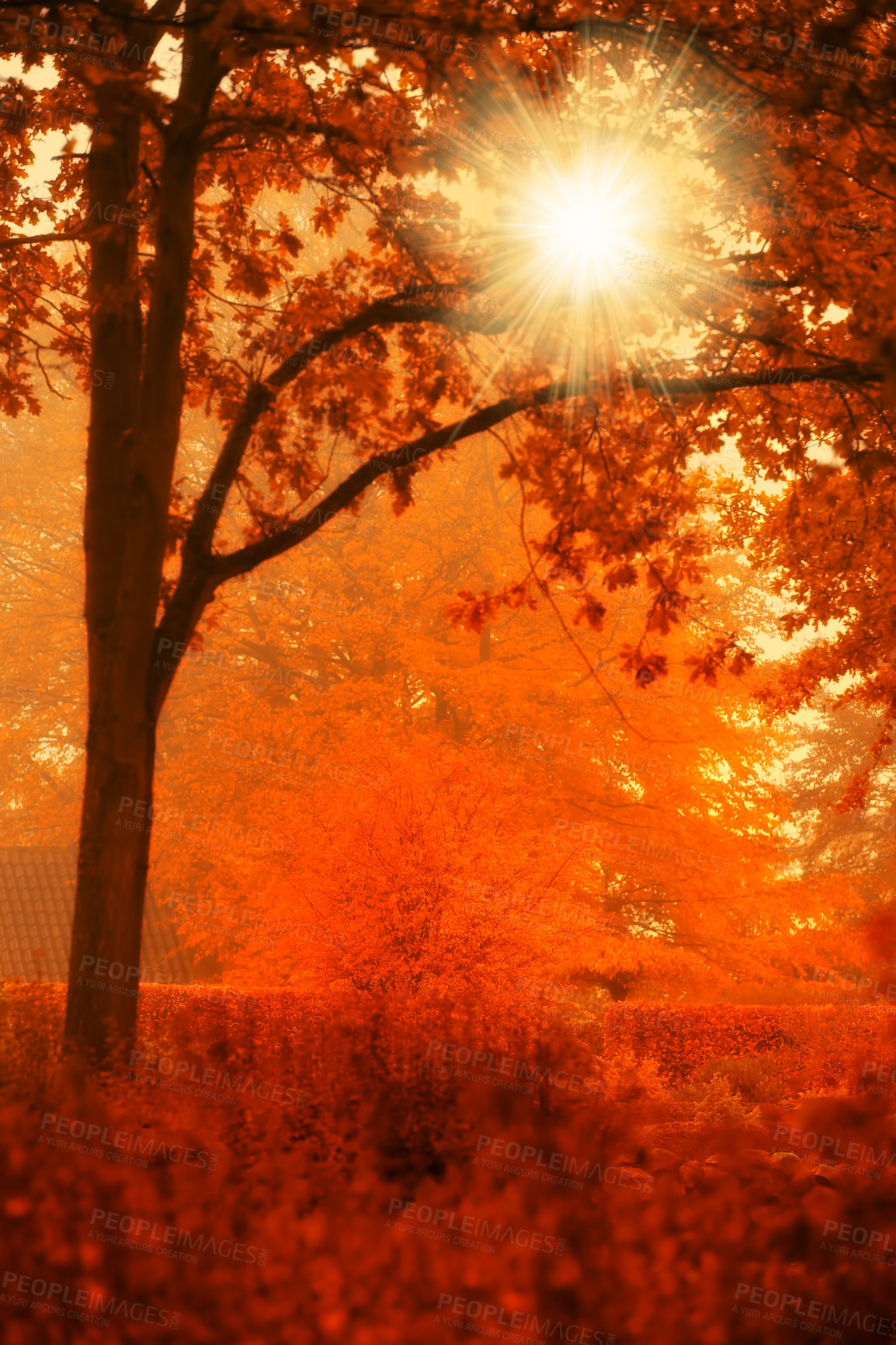 Buy stock photo Autumn, nature and trees or sunlight forest, lens flare and scenery and colourful foliage in Japan woodlands. Conservation, fall season and environment for outdoor growth, leaves and branches outside