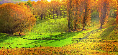 Buy stock photo Nature, environment and field in autumn morning for countryside, sustainability or conservation. Empty, landscape and forest trees with fall foliage for greenery, exploration or ecosystem in Finland