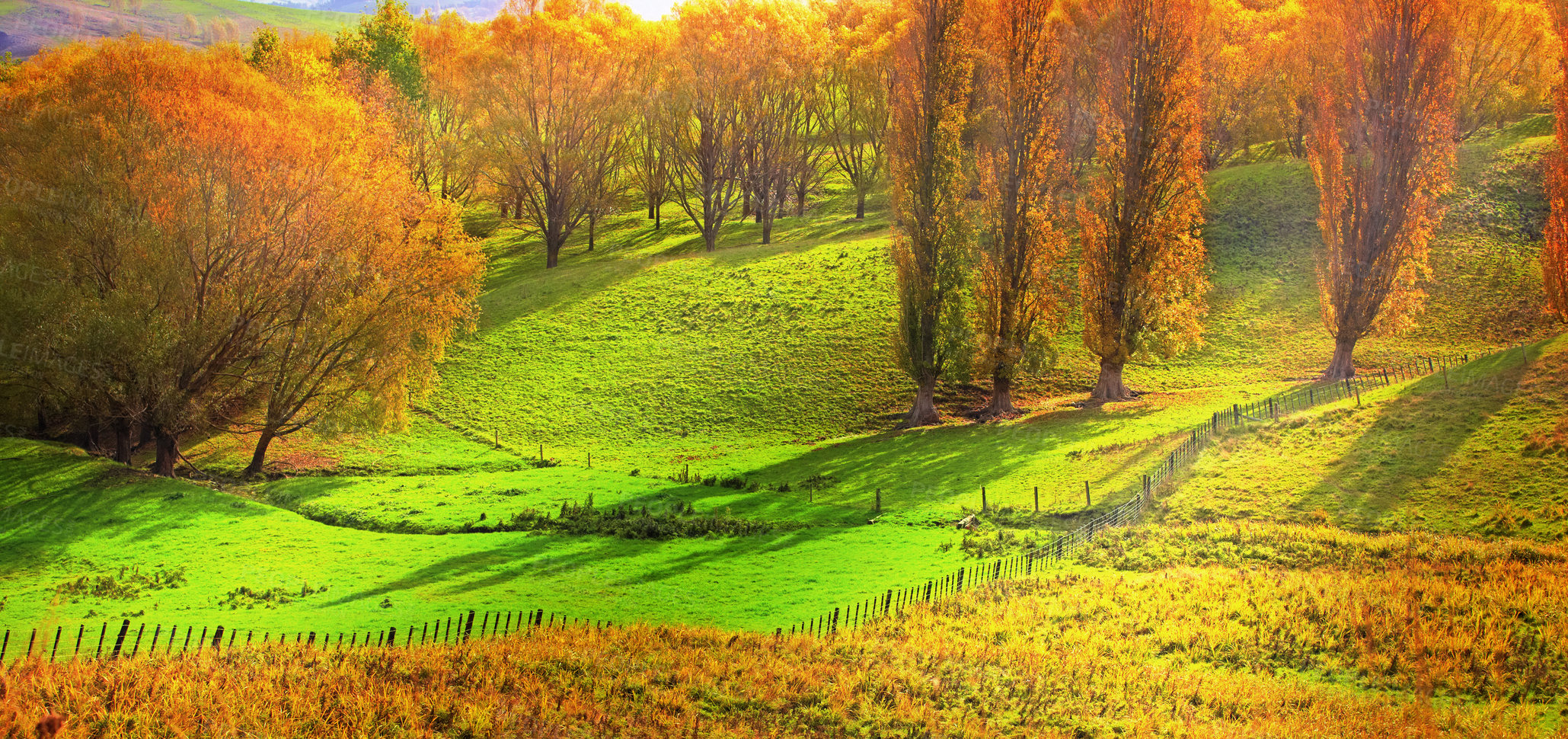 Buy stock photo Nature, environment and field in autumn morning for countryside, sustainability or conservation. Empty, landscape and forest trees with fall foliage for greenery, exploration or ecosystem in Finland