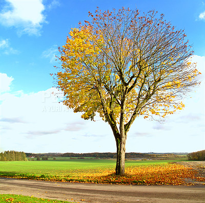 Buy stock photo Tree, trunk and field with sunshine in autumn for nature, sustainability and environment in park. Blue sky, clouds and path with leaves at countryside for eco friendly, foliage and garden in Germany