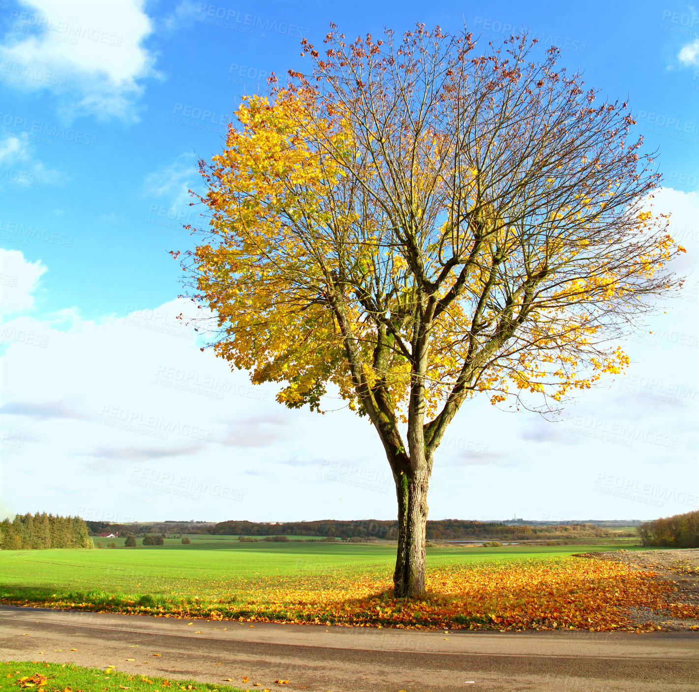 Buy stock photo Tree, trunk and field with sunshine in autumn for nature, sustainability and environment in park. Blue sky, clouds and path with leaves at countryside for eco friendly, foliage and garden in Germany